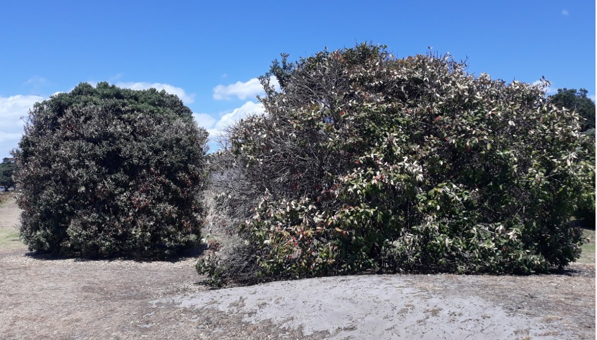 Poisoned pōhutukawa trees saddens community and Council 